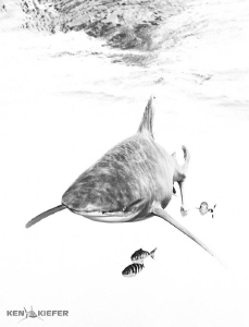 Oceanic Whitetip near Cat Island, Bahamas
Cruising towar... by Ken Kiefer 